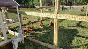 16 foot chicken run