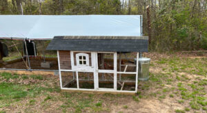 new roofing will extend the life of an inexpensive chicken coop